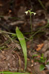 Small green wood orchid